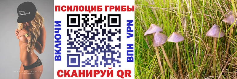где можно купить наркотик  Валдай  Псилоцибиновые грибы мицелий 